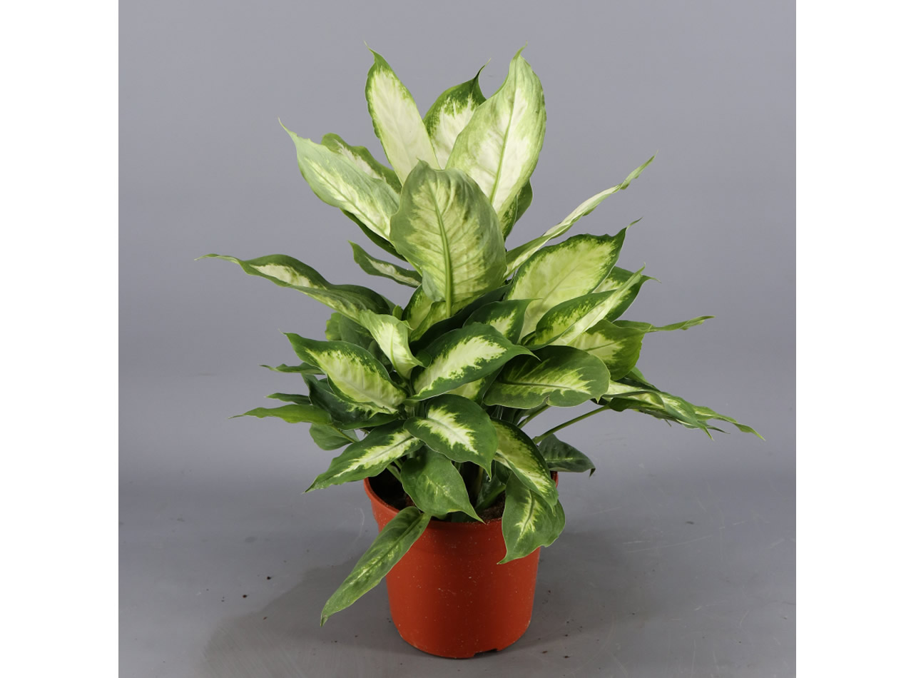 Plantas Velilla de San Antonio